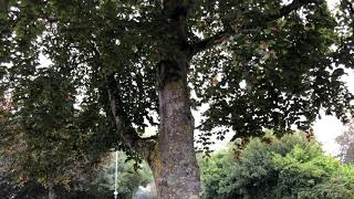 Copper Beech - entire tree - October 2021
