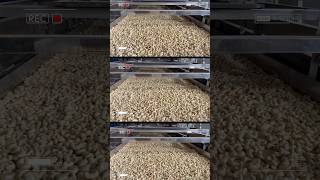White cashew kernels are dried before being fed into the packaing system