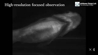 High-resolution Focused Tracking of Freely Swimming Fish