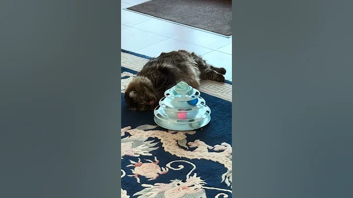 Video 7709331: siberian forest cat, cat loves sleeping, cat playing sleeping