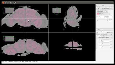 Synaptic clefts in the Drosophila brain