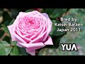 YUA ROSE plant 結愛 バラ by Takeuchi Stunning 🌹 Roses made in Japan