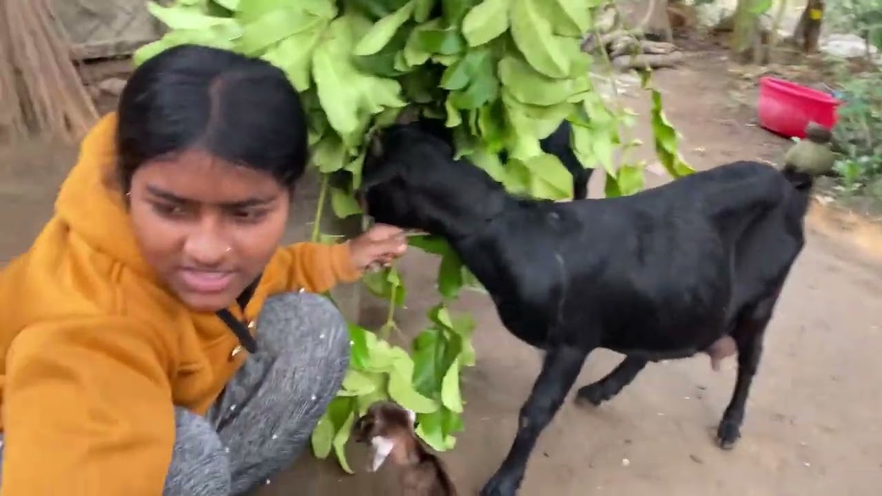 আরো তিনটে নতুন ছাগলের বাচ্চা হলো দিশার👍