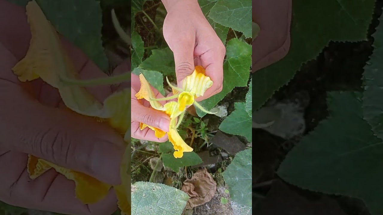 cara menanam labu kuning agar calon buah tidak rontok