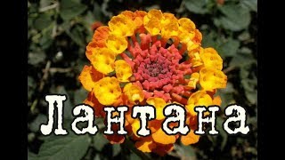 видео Лантана (семена 3шт)