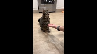 Cat Does a Series of Commands in a Row as She Focuses on the Treats