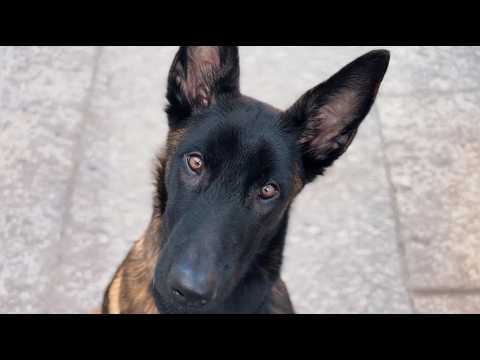 Everyone Warned Her This 65lb Malinois Was Dangerous—The Camera Caught What He Did at 3AM