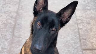 Everyone Warned Her This 65lb Malinois Was Dangerous—The Camera Caught What He Did at 3AM