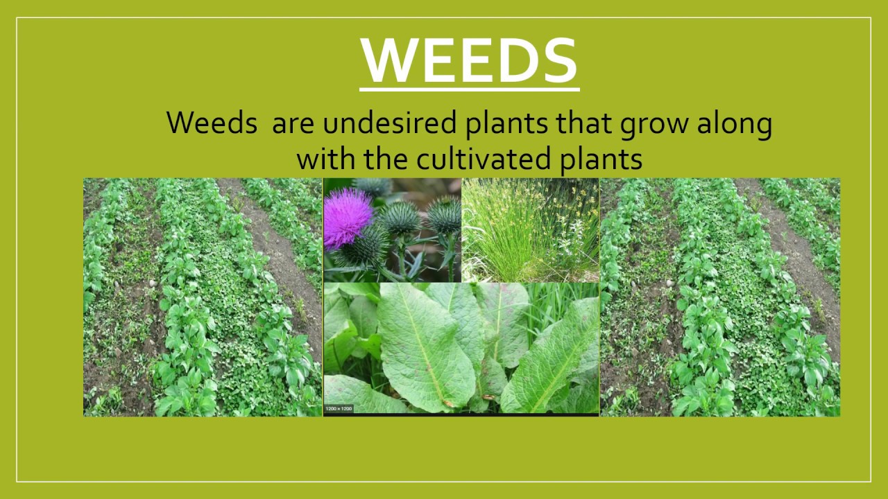 Cultivation Of Crops For Class 4 SCIENCE YouTube cultivation-of-crops-for-class-4-science-youtube