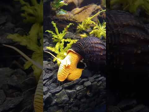 Видео: Улитка Оранжевая Тиломелания - Tylomelania Orange Sullavesi Rabbit Snail