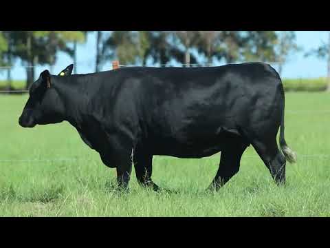 LOTE 102   TAT 1970 F Brangus