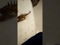 Reschius megolodon story