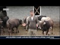 ڕانیە خاوەنی پرۆژەكانی بەخێوكردنی مانگا داوادەكەن حكومەت هاوكارییان بكات