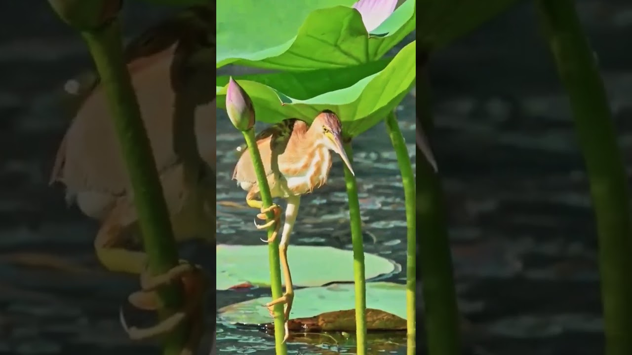 Yellow Bittern Bird (Ixobrychus sinensis)  fishing trick 😮 