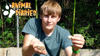 How Many Baby Turtles Can We Find?!