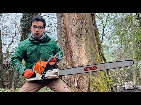 كيف تعرف عمق جذور الاشجار