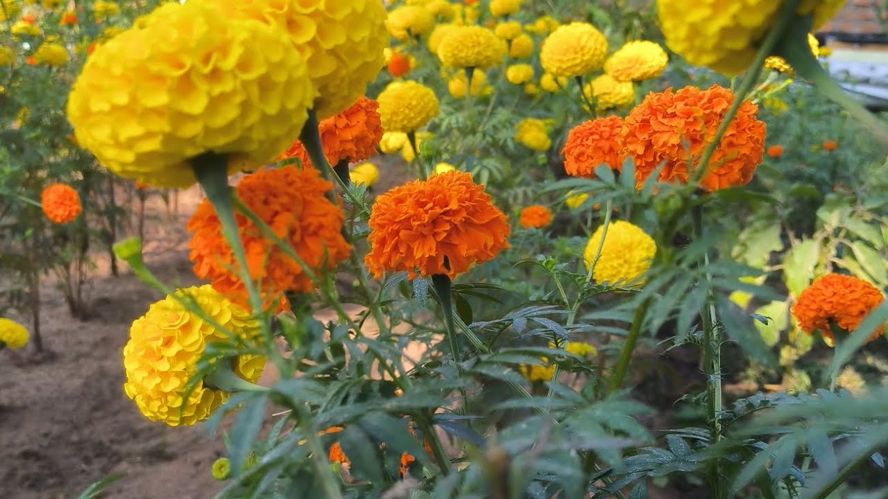 My garden update after a long time