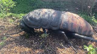 Madagascar Hissing Cockroach Animatronic at Philly Zoo's 'Staying Power' Exhibit  (4/10/23)
