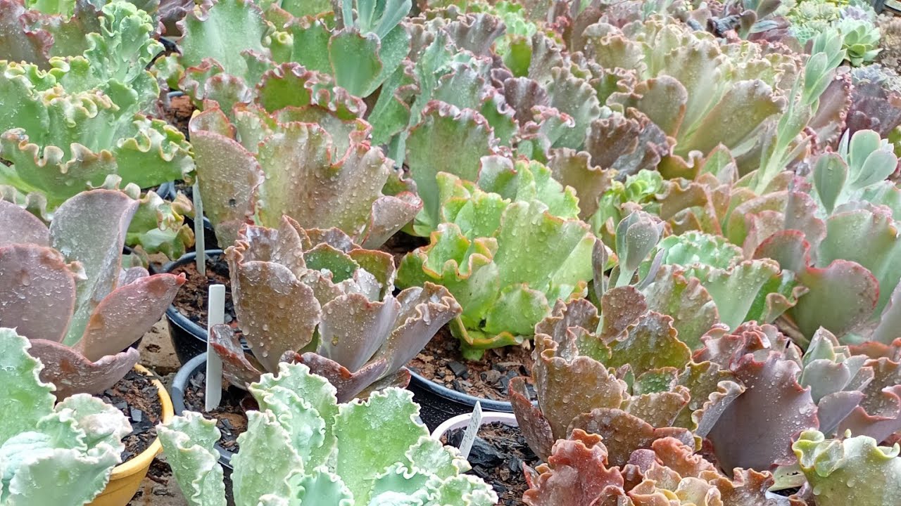 Fazendo a pulverização de fungicida nas suculentas 🪷🌵