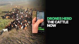 in Australia, drone pilots and cowboys have lots in common