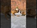 Cat Yells at Owner and Blames Dog. #cat #cute #love #shorts #funny a51qa11j