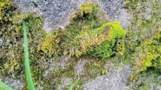 || Nature video ringtone || screenshot 2