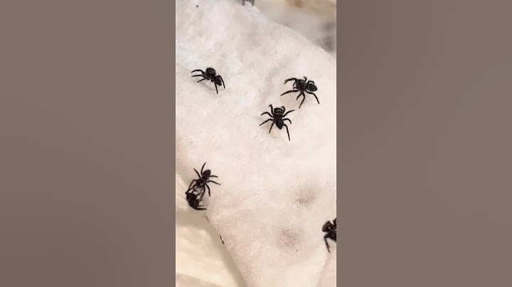 Sweet baby Jumping Spiders! 🥰😍🕸️ #jumpingspiders  #spiders
