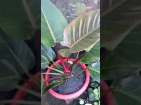 Video: Congo Rojo Philodendron Care: Menanam Philodendron Congo Rojo