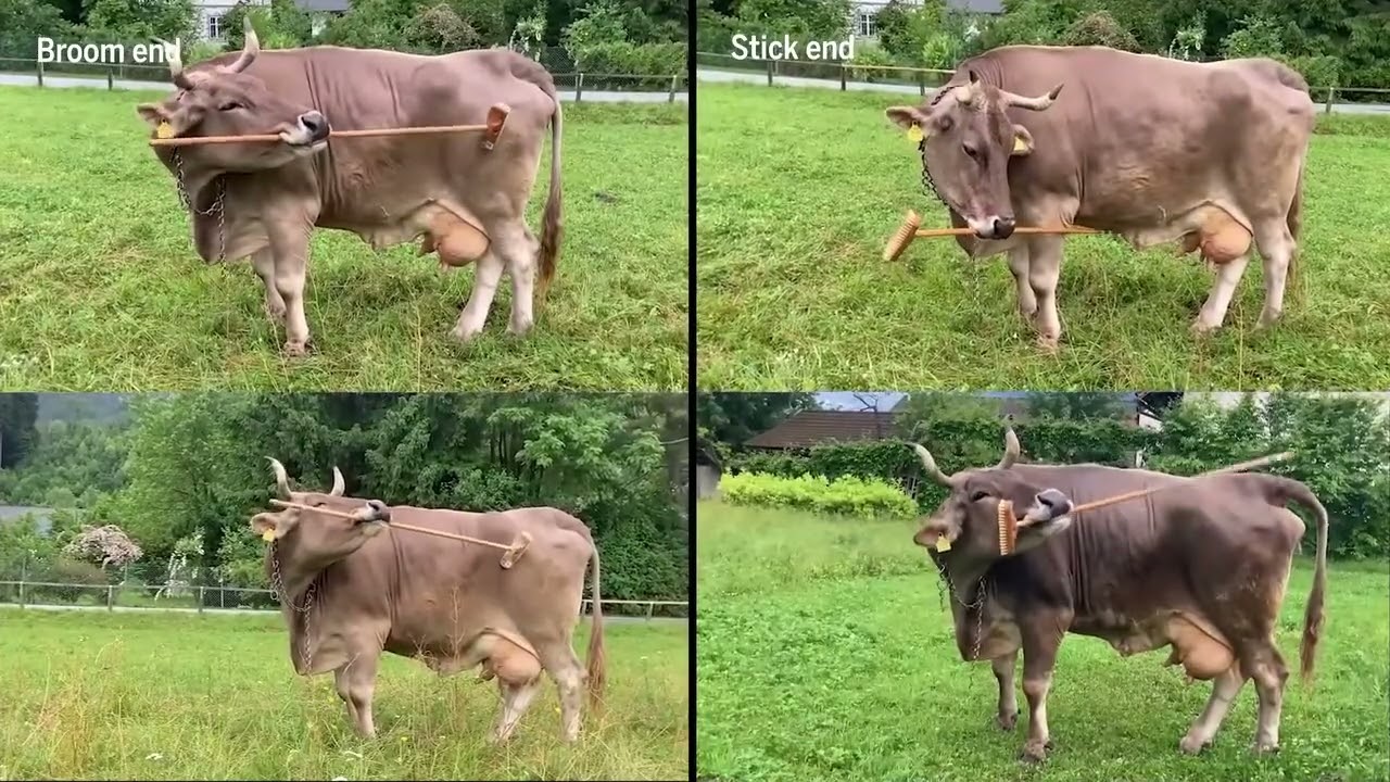 La vacca Veronika si gratta con lo spazzolone