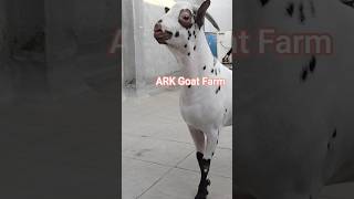 The Top Quality Breeder at ARK Goat Farm Aurangabad Maharashtra #goatfarm #trendingshorts #viral