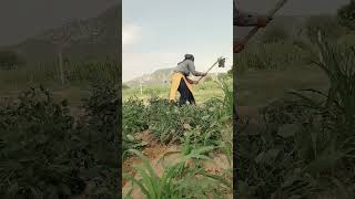 खेतों में Hard Working काम करते हैं | #farming #kisan #vlog @NeelamVlog07 #neelamvlog07#ytshorts