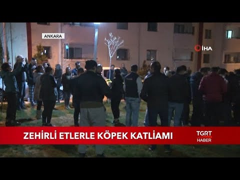 Zehirli Etlerle Köpek Katliamı