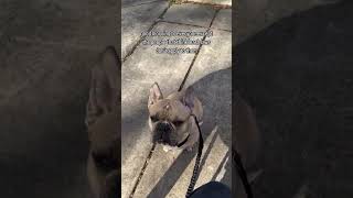 Theres Nothing Worse Than Having An Off Leash Dog With No Recall Run Up To Your Leash Reactive Dog