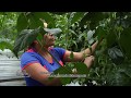 Nutrición en el cultivo de gulupa Tropical Cis