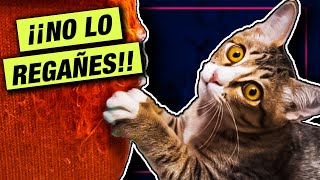 Si tu gato hace alguna de estas TRES cosas... NO LO REGAÑES!!!😺 LA GATERÍA TV by La Gatería TV 7,272 views 1 year ago 8 minutes, 3 seconds