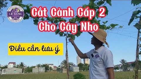 Hướng Dẫn Cắt Cành Cấp 2 Cho Cây Nho. Liên hệ: 0979 125 071 (Zalo) Tư vấn và Hướng Dẫn nhiệt tình 😂