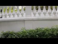 Tanglin Park 3 Bedroom Unit For Rent- An Urban Sanctuary With Lots of Greenery Tanglin Park 3 Bedroom Unit For Rent- An Urban Sanctuary With Lots of Greenery