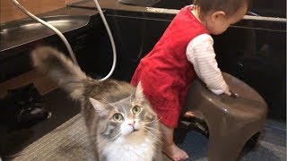 お風呂に居たい猫 ノルウェージャンフォレストキャットCat who wants to take a bath.Norwegian Forest Cat.