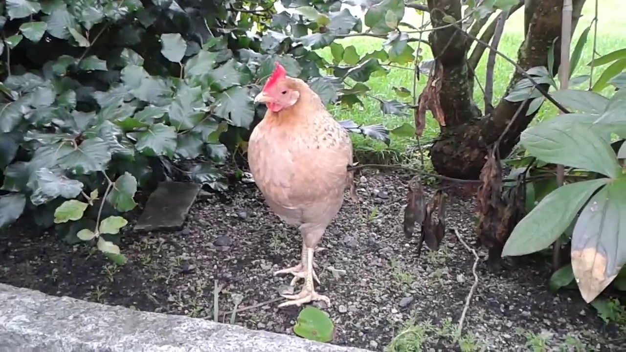 På frifot i Dyreparken