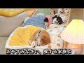 2026年1月23日/かわいい犬たちがあなたの眠りを助けてくれます（寝る前に見るのにぴったりの、愛らしい犬の睡眠ビデオのセレクション）睡眠補助ライブストリーム