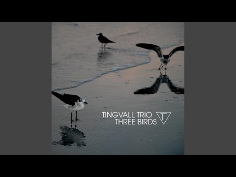 Humming Bird (Rhodes