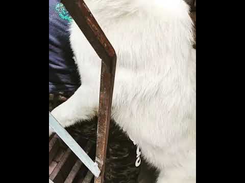 El Perrito Simón y su dueño se reencuentran