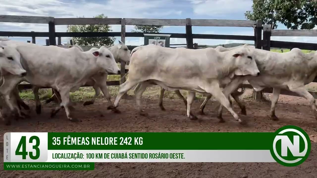 LOTE 43 - 35 FÊMEAS NELORE 242 KG