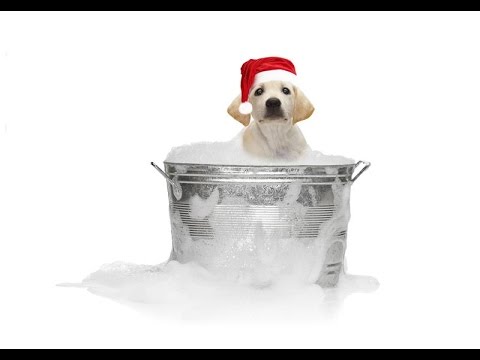 "Christmas Pets" "Cats And Dogs Holidays" "Funny Cute Animals"
