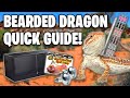 Bearded dragon care guide  beginners guide