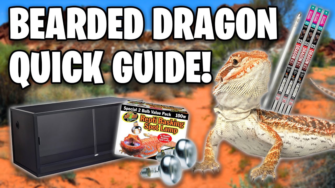 Bearded Dragon Care Guide - Beginners Guide