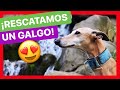 AL RESCATE de un GALGO muy ESPECIAL ❤️ - LA HISTORIA DE SHANA 🙌  (LA VERDAD)