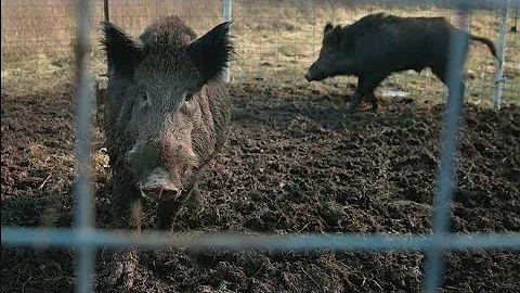 A population of hard-to-eradicate ‘super pigs’ in Canada is threatening to invade the US