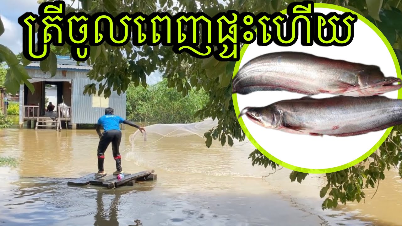 ត្រីមកពីណាច្រើនម្លេះចូលពេញៗសំណាញ់ Amazing cast nets fishing