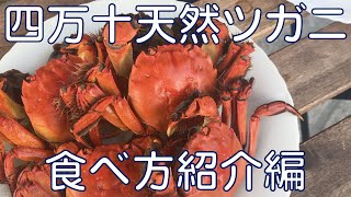 【秋の味覚】四万十川の天然ツガニ食べ方紹介編（へぇ～な話あり）